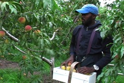 Clayon picking peaches